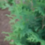 Arborvitae, Dark Green