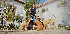Renno Ranch - Our Services - Dog Training