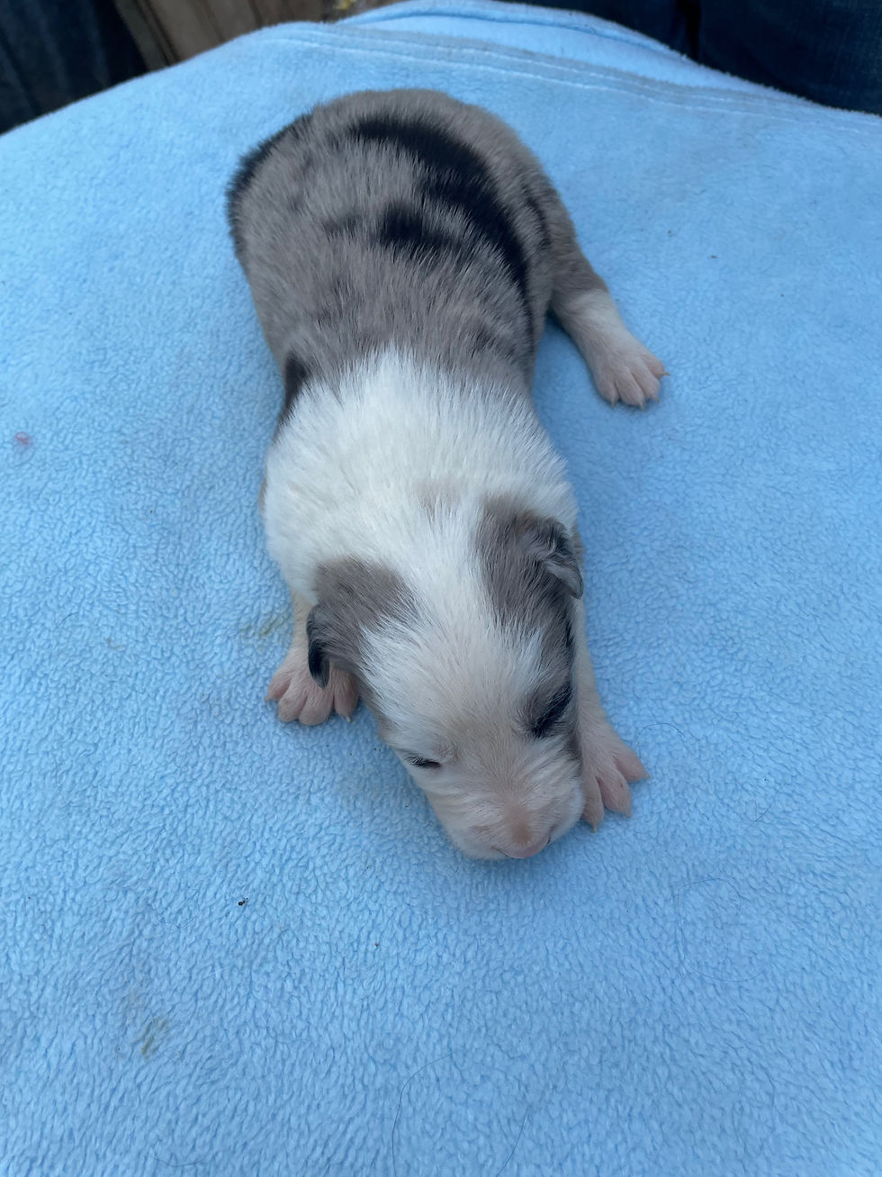 BANGO chiot border collie elevage border collie Mas Andre