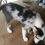 Miniature : AMY. chiot border collie bleu merle tricolore