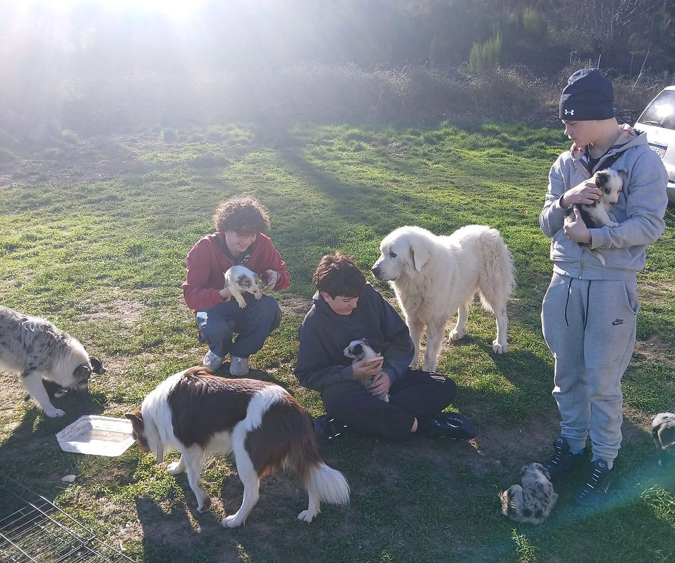 Visite de quelques lycéens de Scholae à l’élevage ce mardi,