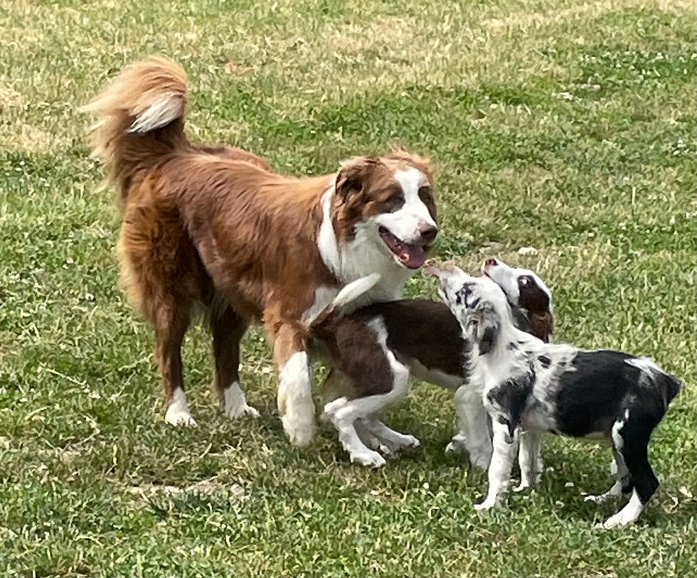 Plan rapproché d’un Border Collie jouant dans un jardin verdoyant