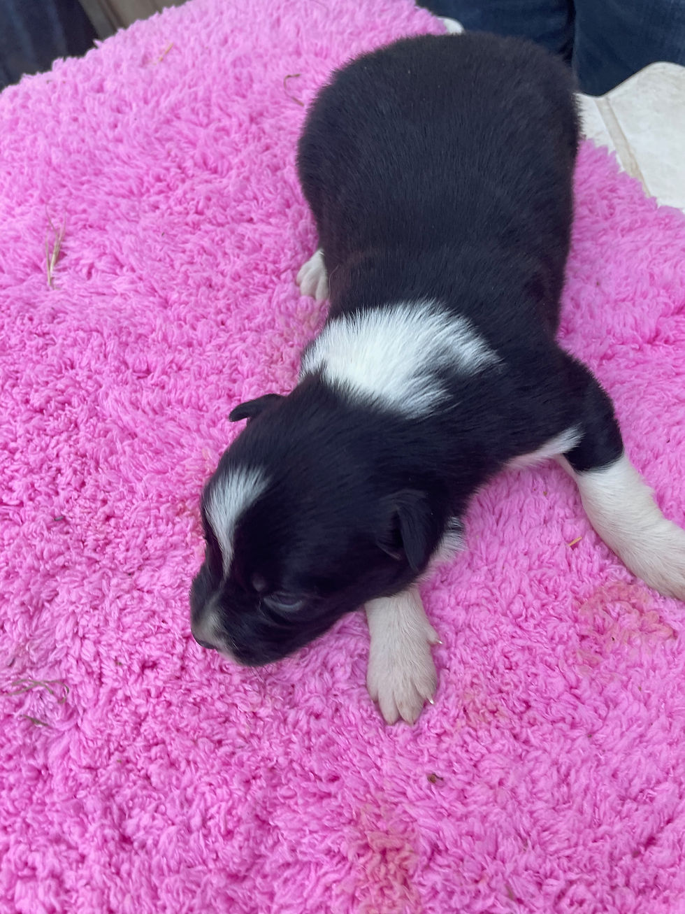 BRUNA Elevage border collie Mas Andre