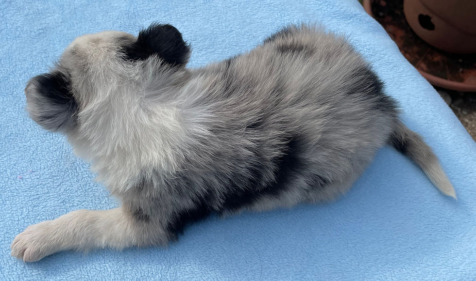 BRADY chiot border collie 10/02/26