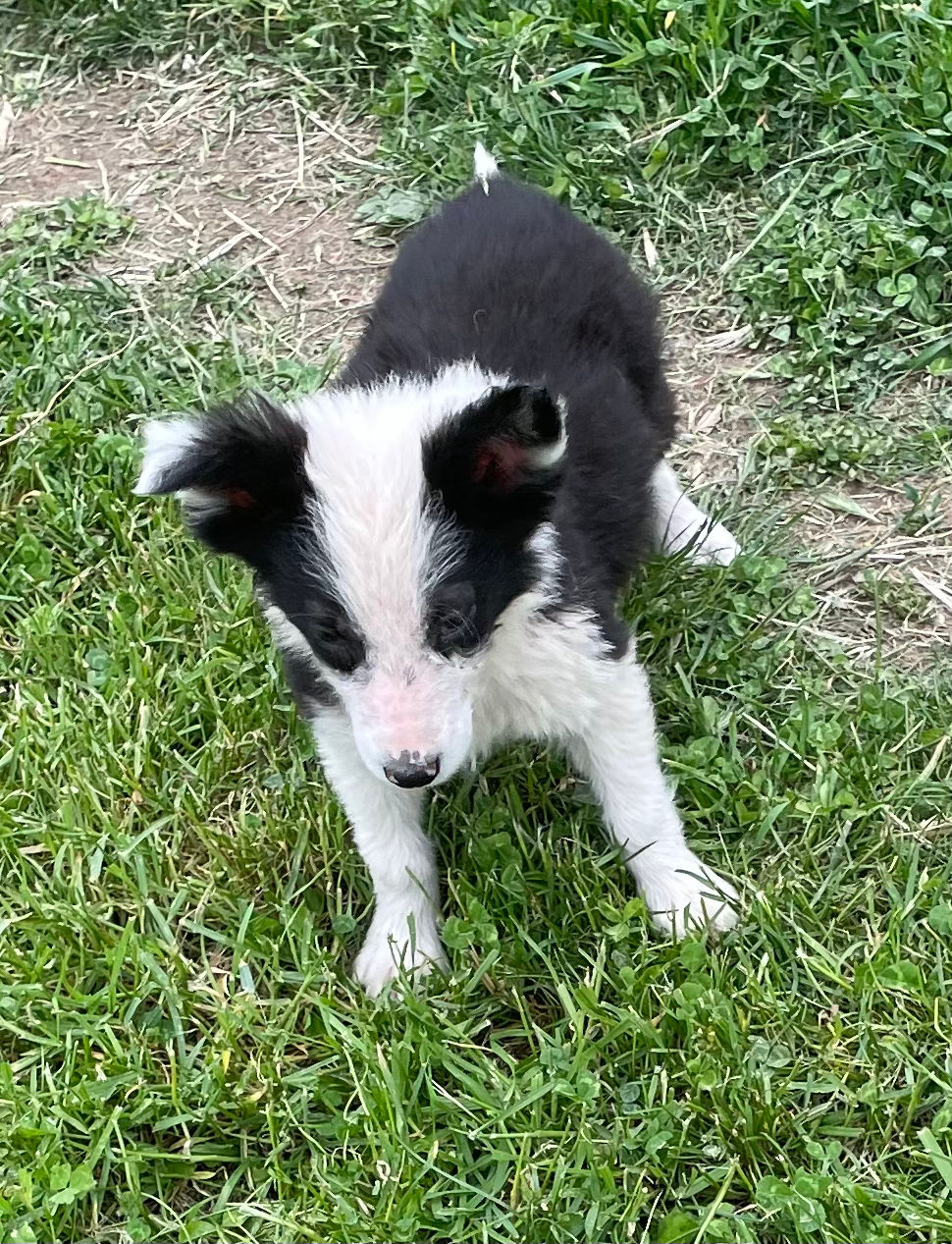 Miniature : BONO border collie noir et blanc Mâle