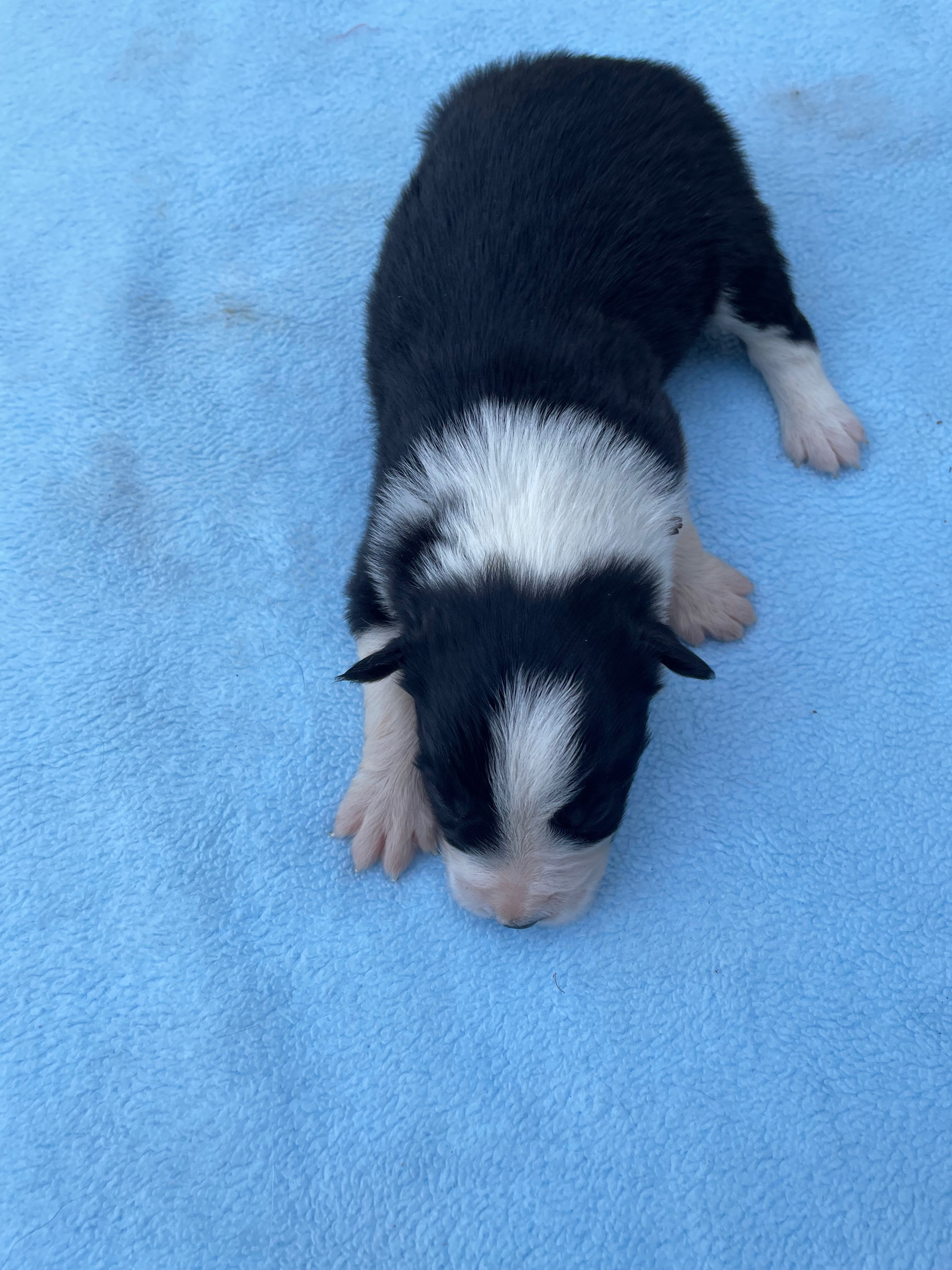 BENJI chiot border collie Elevage Border Collie Mas Andre