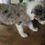 Miniature : API chiot border collie bleu merle femelle 