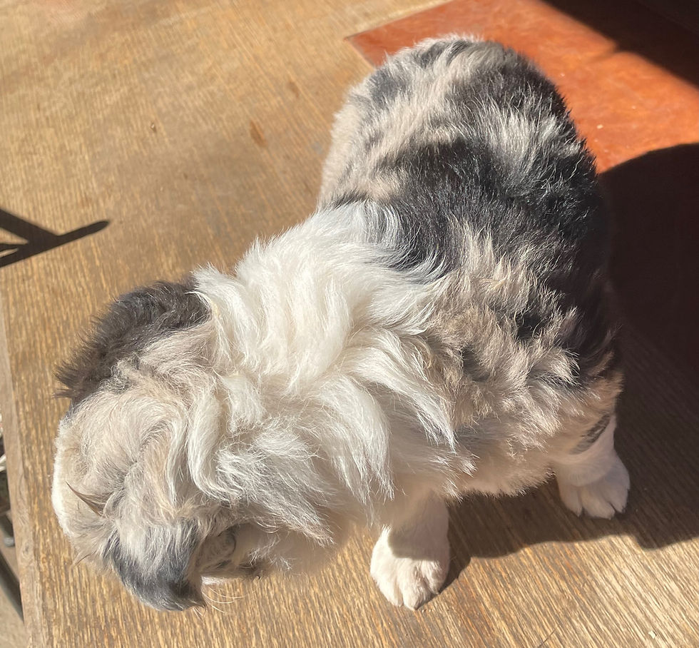 #chiotsbordercollie