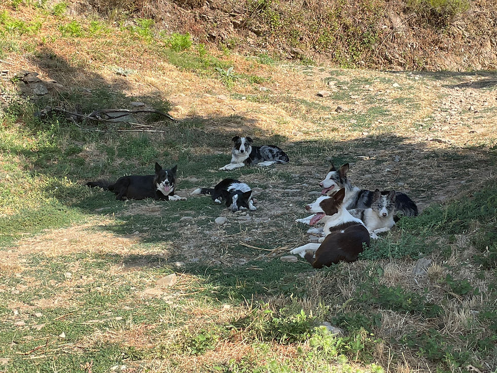 Vue rapprochée d’un Border Collie jouant dans un grand espace vert