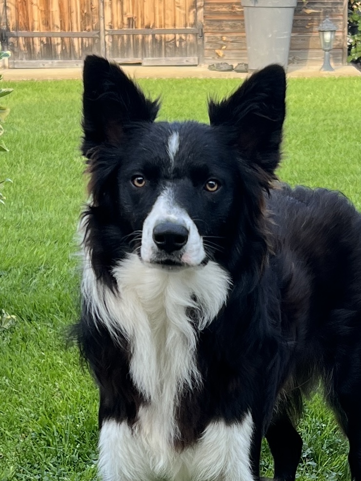 Photo du rédacteur: Chiots Border Collie
