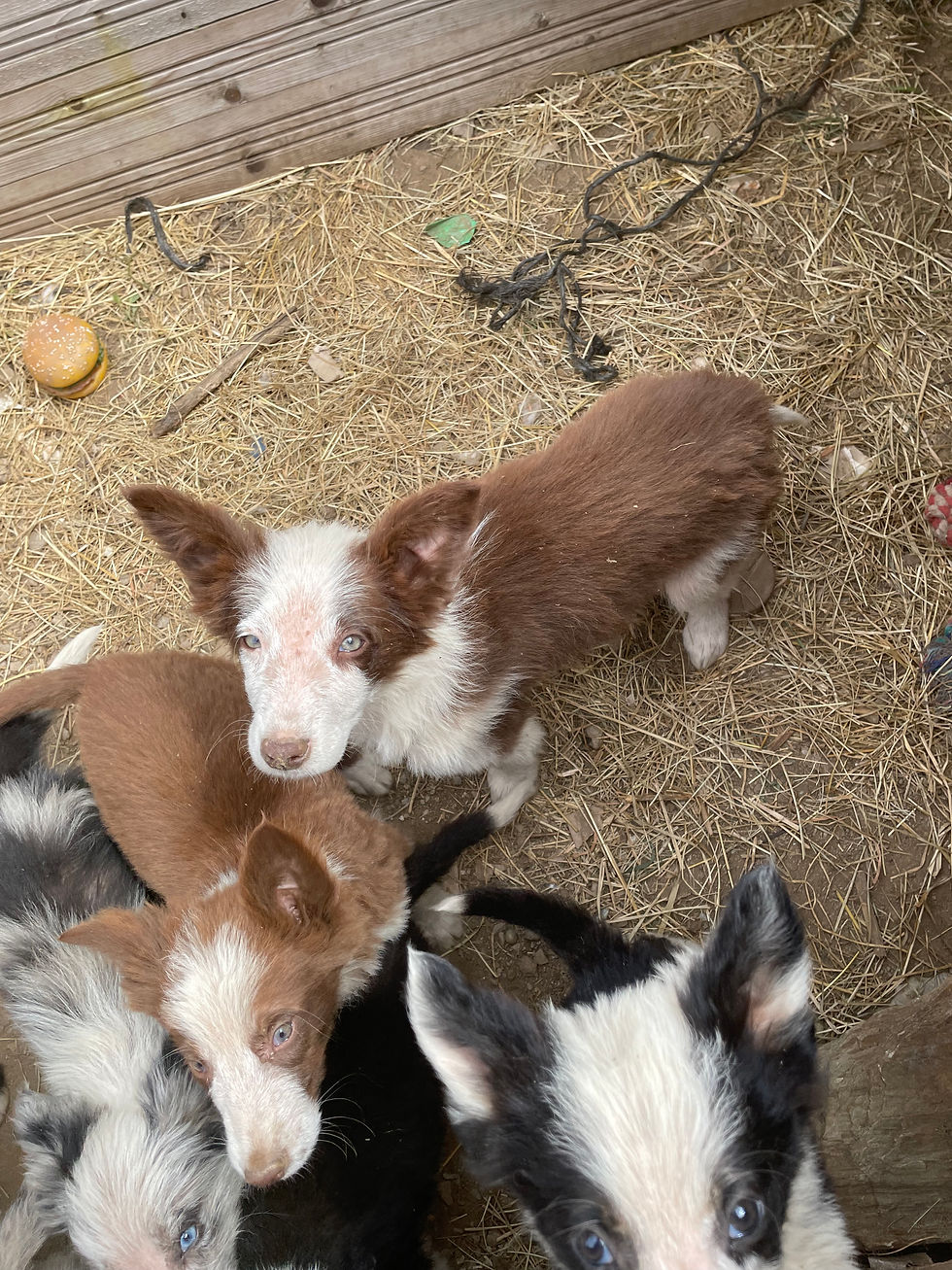 Miniature : BELANA femelle border collie