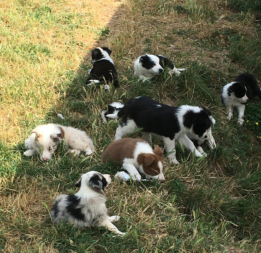 Border Collie Elevage Bretagne