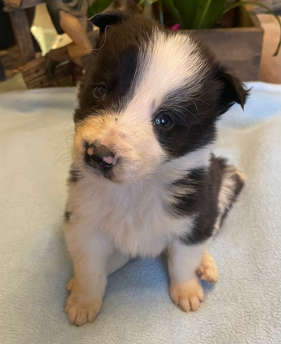 BENSON chiot border collie elevage