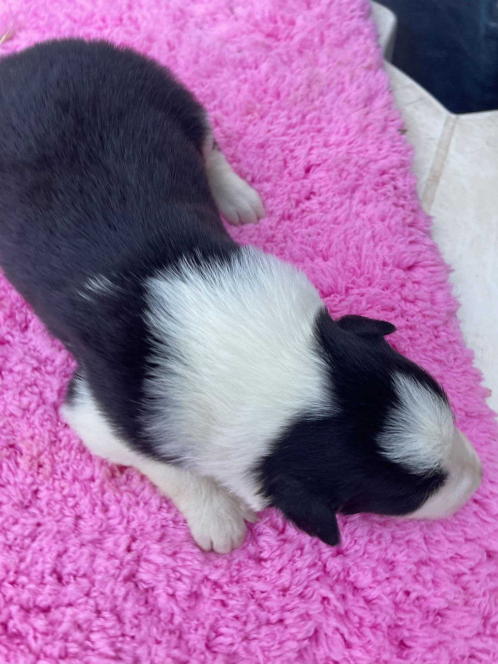 BESS chiot border collie ; elevage border collie née le 15/05/26