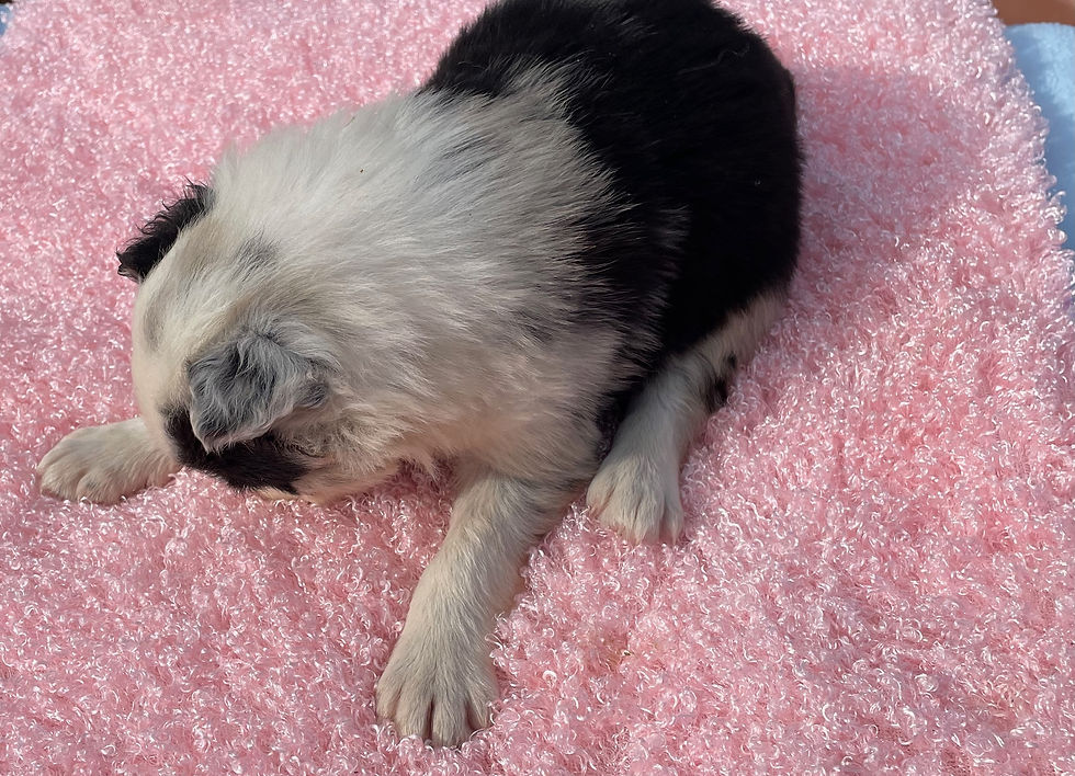 BABBIT chiot noir merle 10/02/26 2