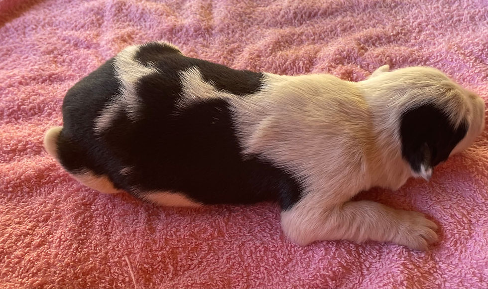 BABBIT femelle border collie