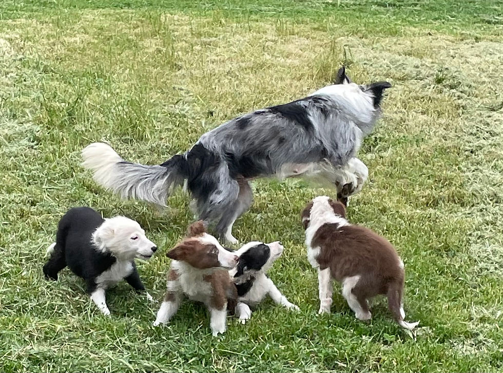 Nos Bibichoux Chiots Border Collie recherchent une famille pour la vie !