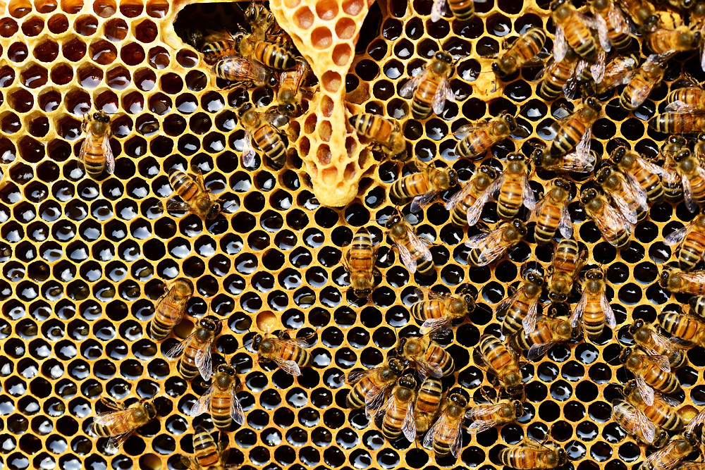 Raw Honey in the Honeycomb | Photo credit: Pexels.com