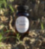 Sarsaparilla