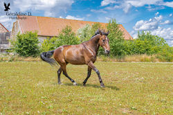 Géraldine Doublet Photographe