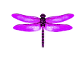 Dragonfly( helps us connect with our Star families )