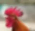 Le coq s'exprime !