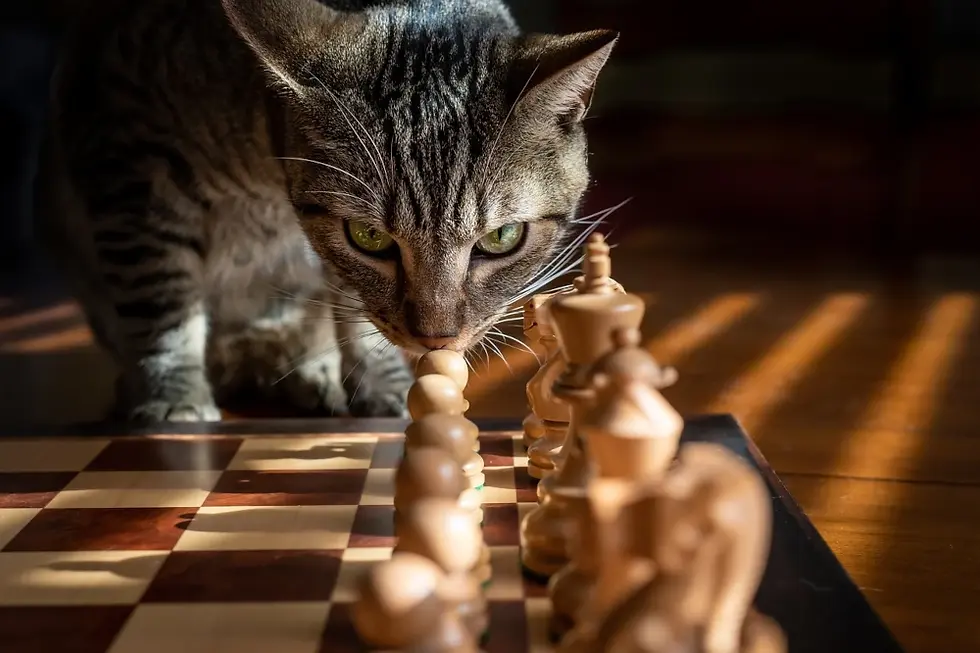 Chat qui a un comportement normal de chat.