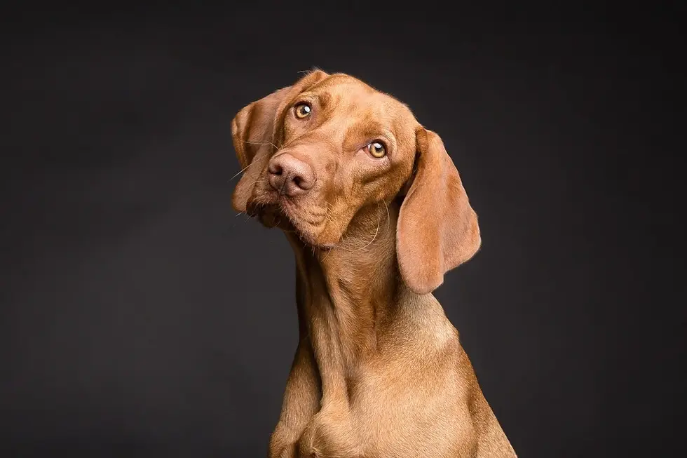 Chien qui cherche à comprendre ce qu'on lui dit.