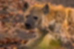 Hyena, Kruger, South Africa