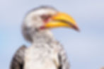 hornbill, South Africa