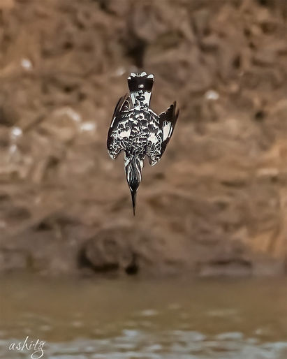 Pied Kingfisher (20210530_1993).jpg