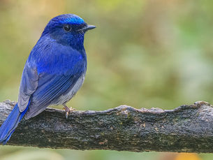 Exploring the Avian Wonders - Part 2: A Birding Adventure at Buxa Tiger Reserve (West Bengal)