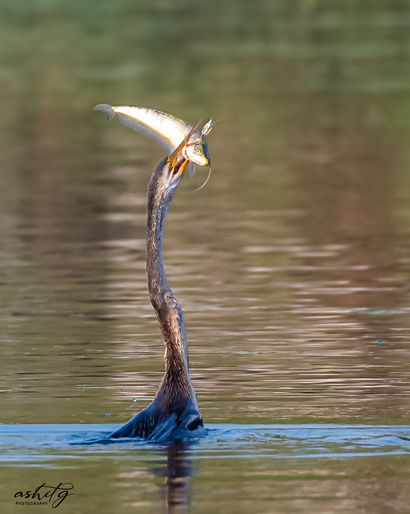Oriental Darter