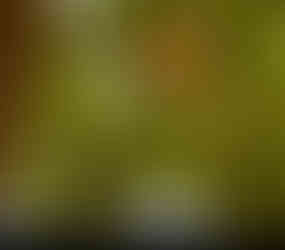 Indian Paraside Flycatcher at Tadoba