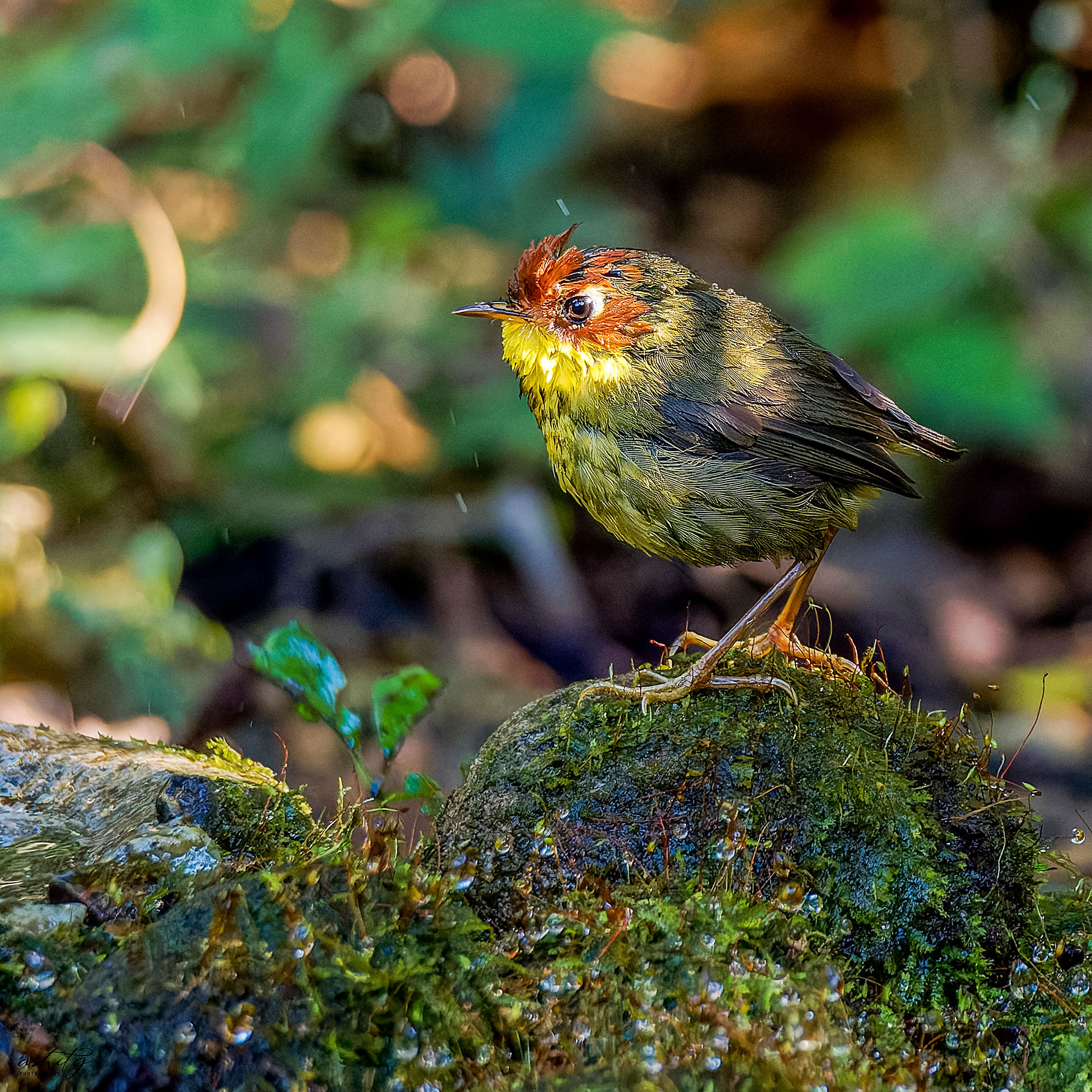 Chestnut-headed Tesia
