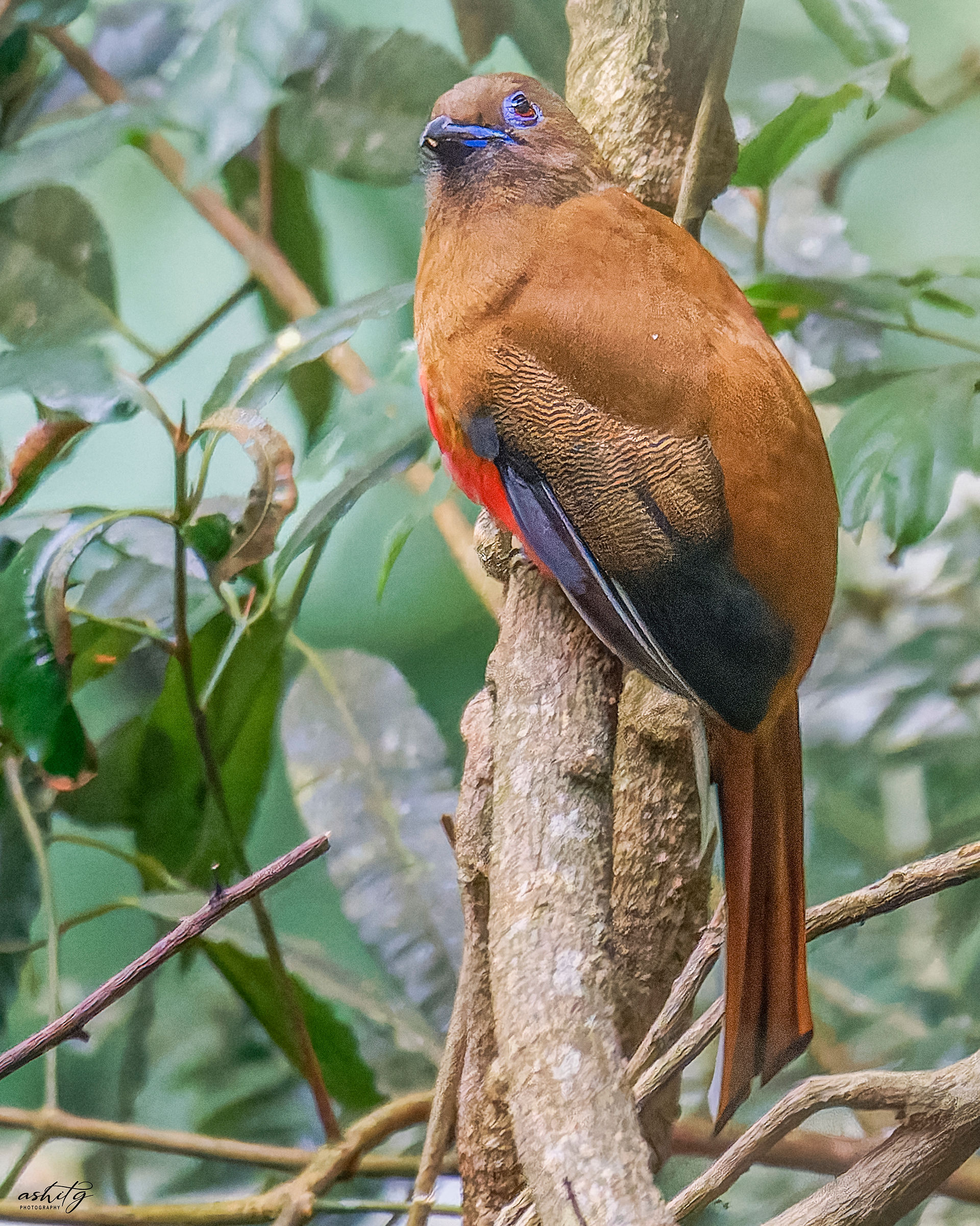 Red-headed Trogon - Female