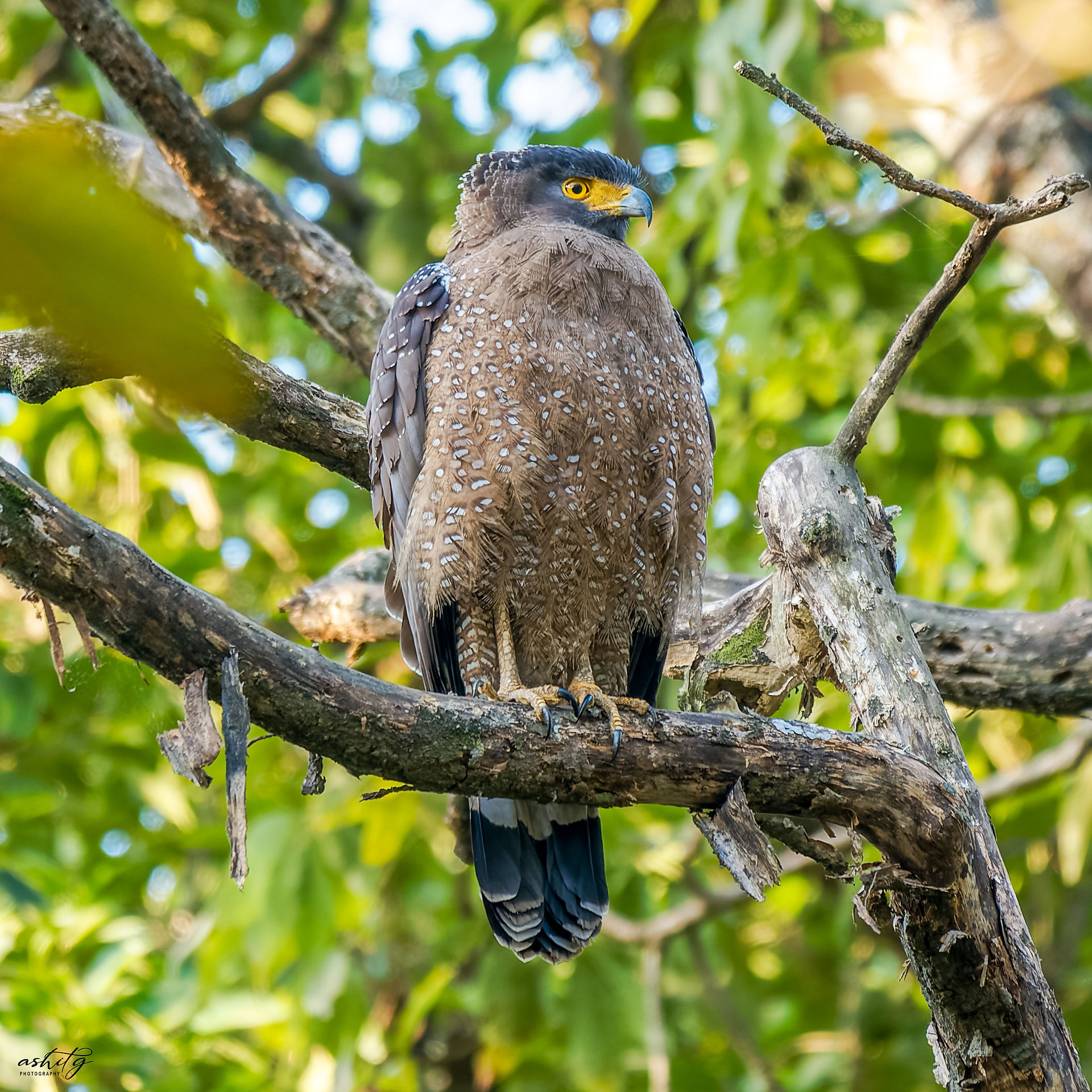 Crested Serpent Eagle