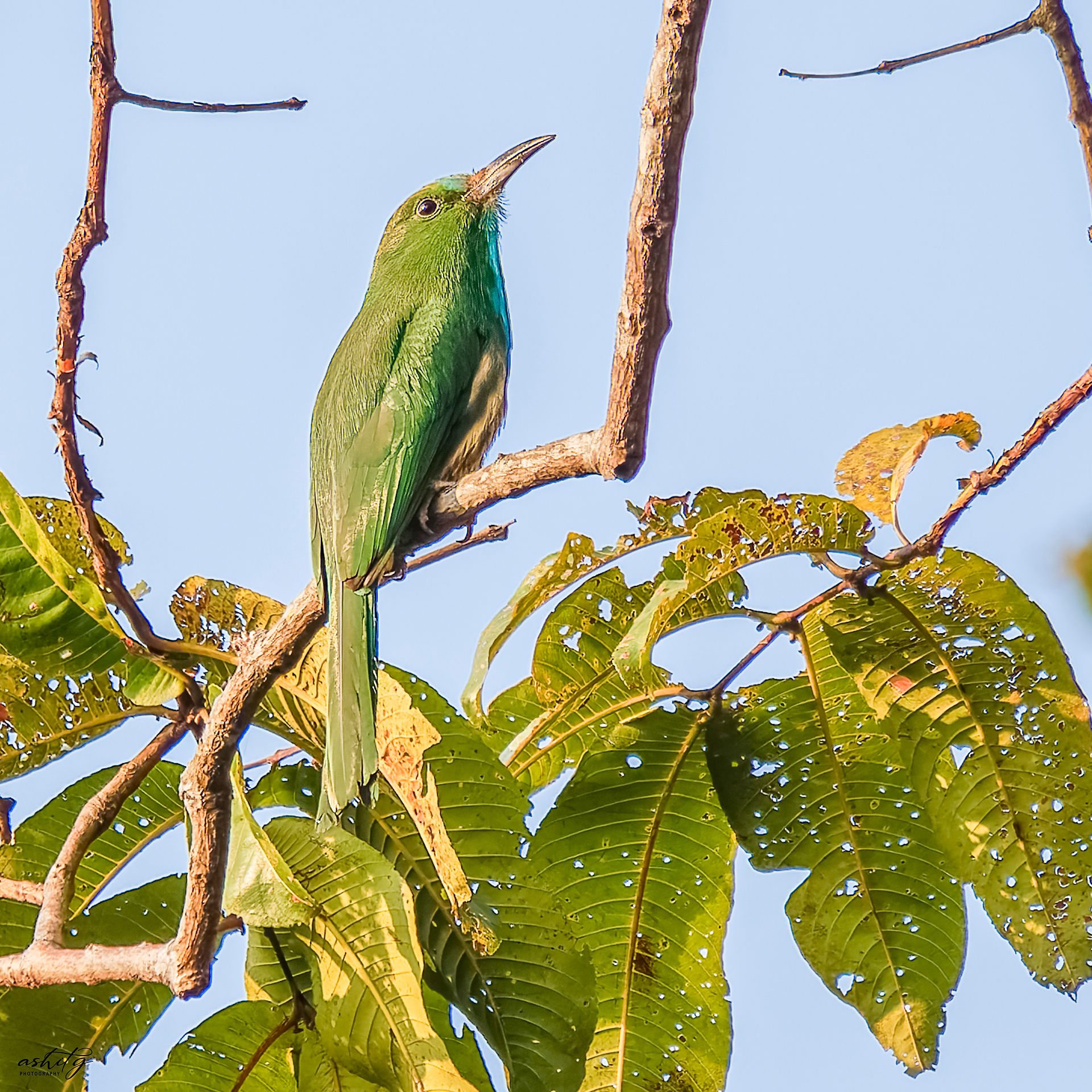 Blue-bearded Bee-eater