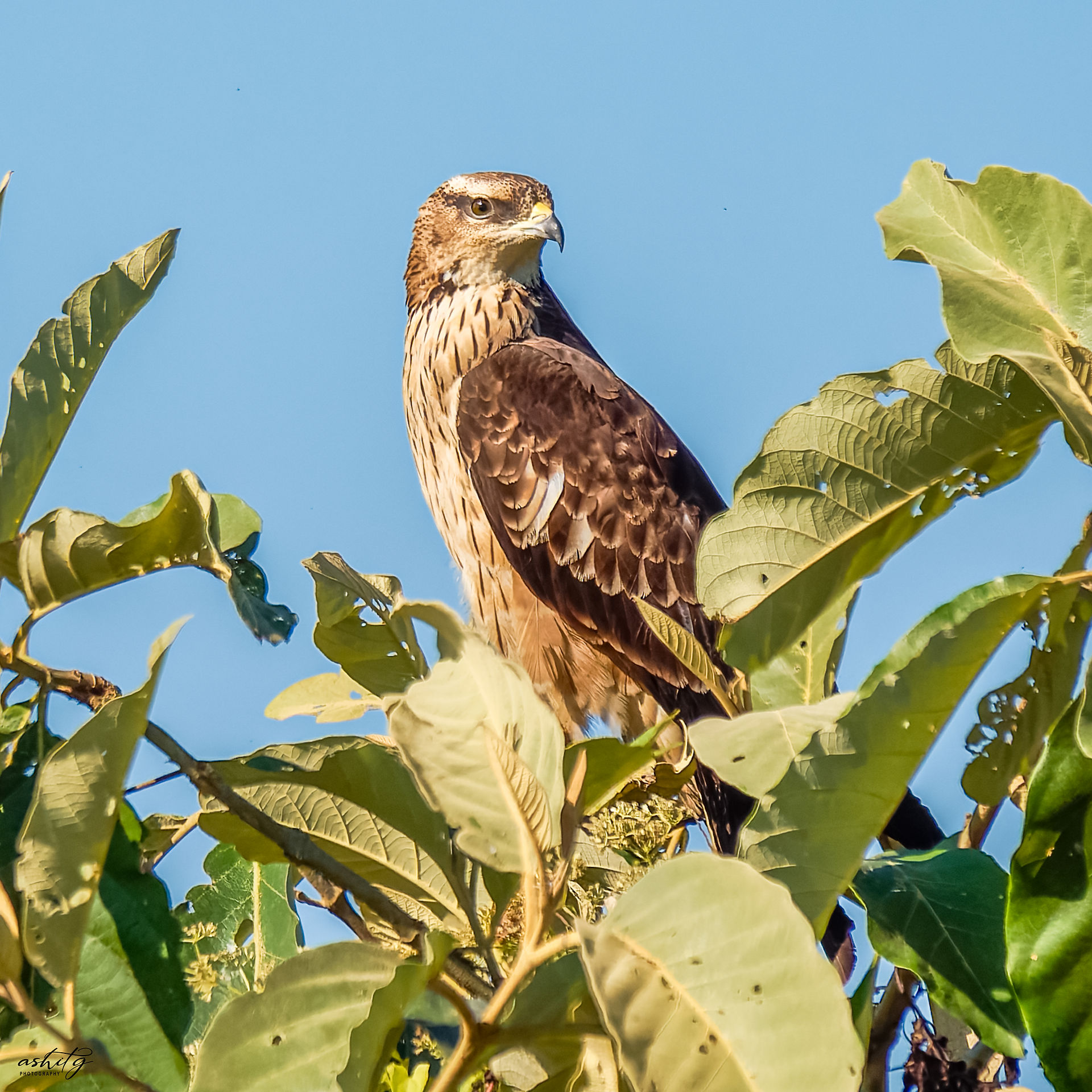 Oriental Honey Buzzard
