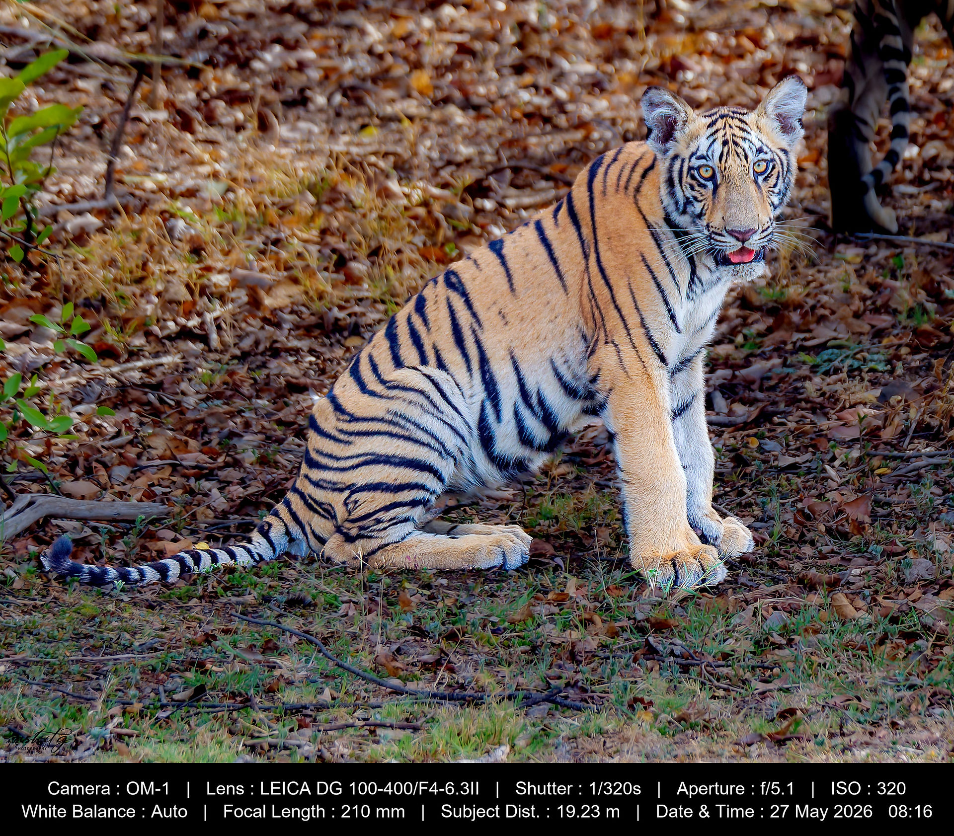 Jaanvi's cub at Shedegaon Buffer Zone, Tadoba