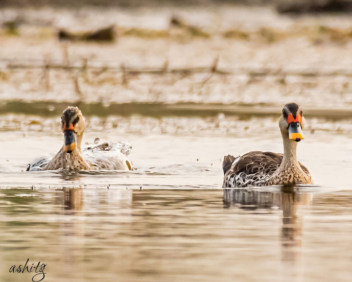 Indian Spot-billed Duck
