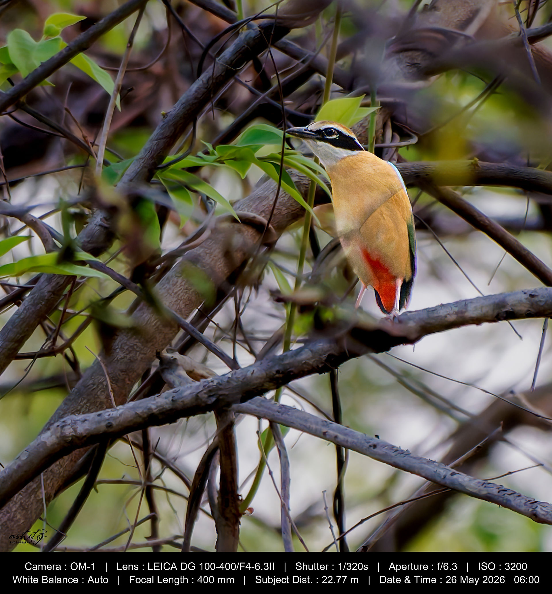 Indian Pitta at Shedegaon Buffer Zone, Tadoba