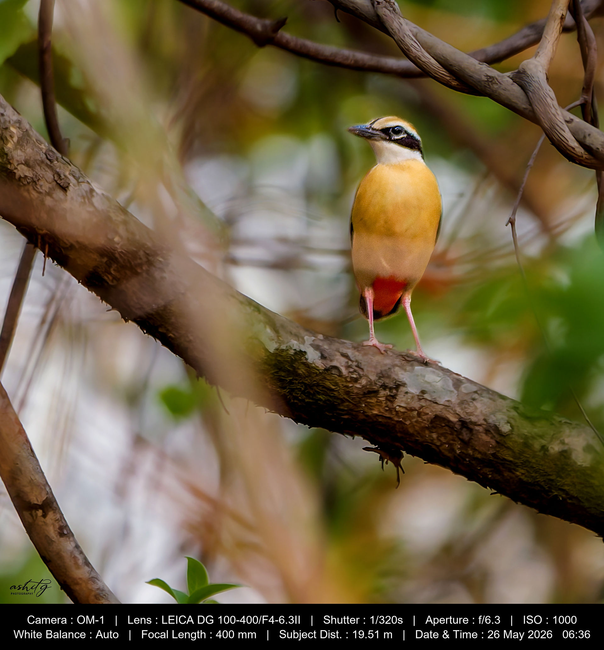 Indian Pitta at Shedegaon Buffer Zone, Tadoba