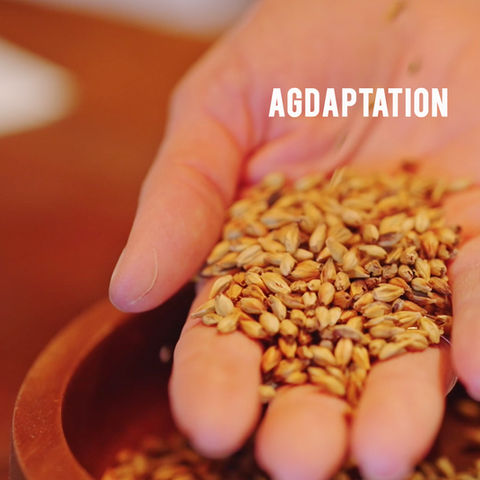 Hand holding seeds to distill into alcohol.