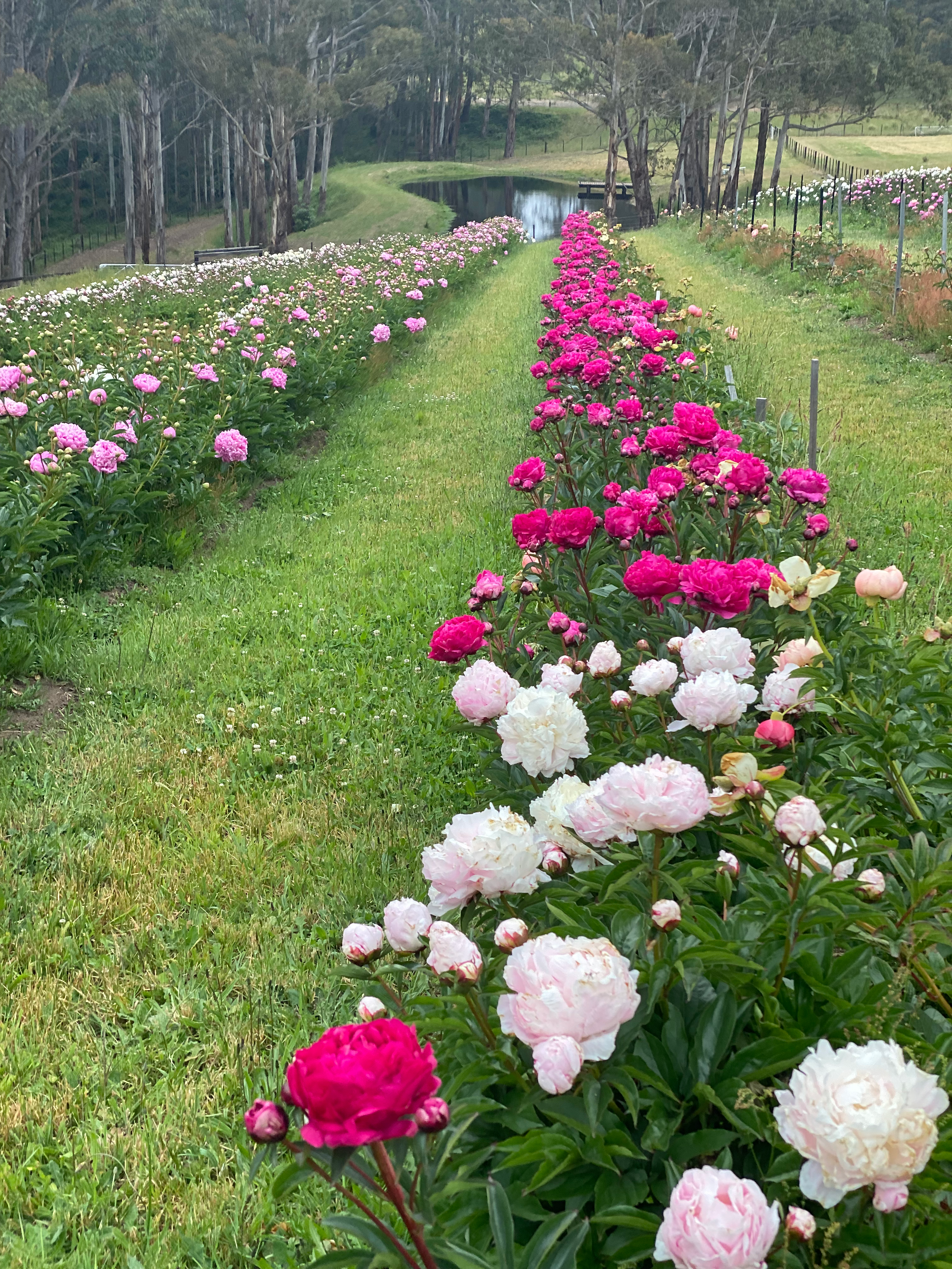 Mixed variety peony bunch with 5 colourful stems, freshly harvested and wrapped in sustainable packaging from Fairview Farm.
