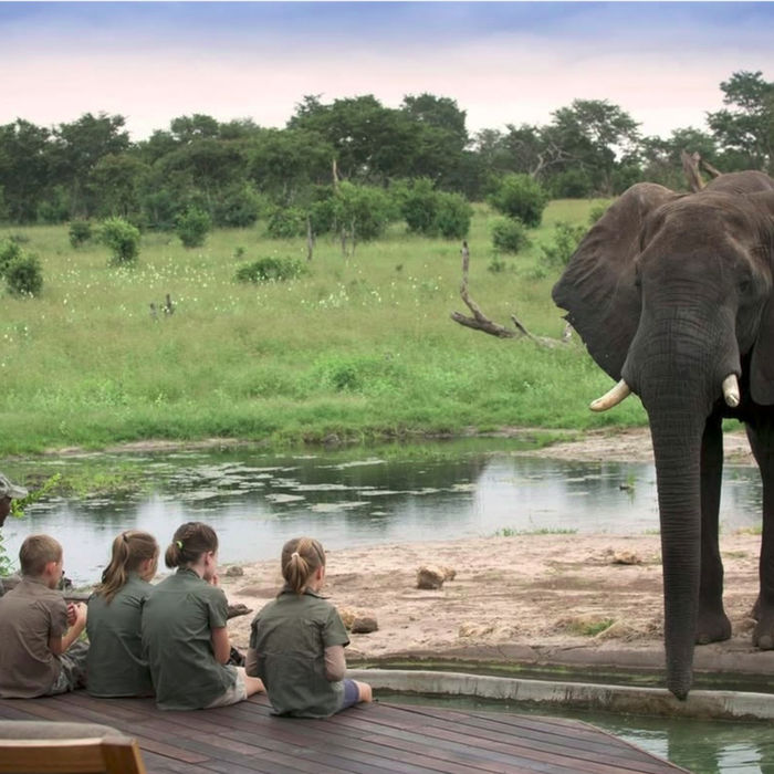 Safari travelers observing an elephant in Tanzania