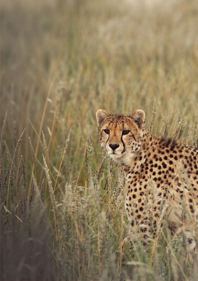 Cheetah in the savannah
