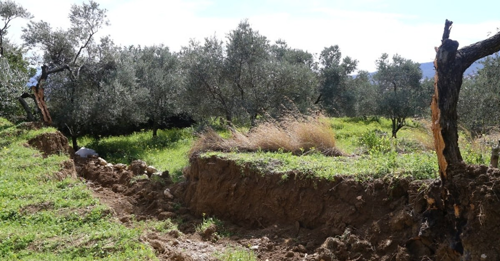 The big earthquake that shake Turkey on February 6 caused an olive