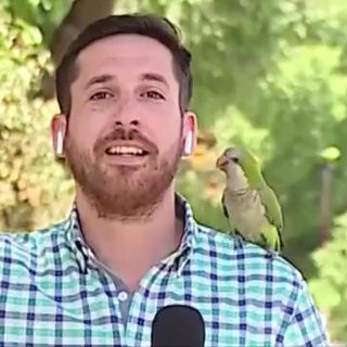 Parrot "steals" headphones from reporter live! 🦜