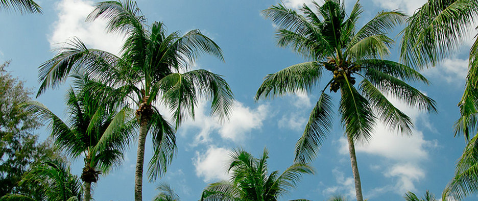 Palm Trees
